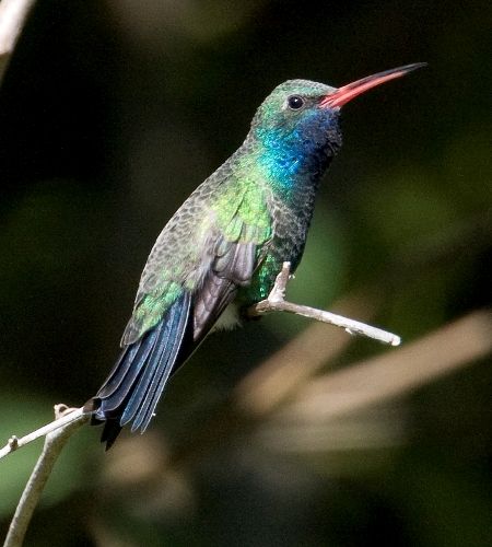 Broad-billed Hummingbird